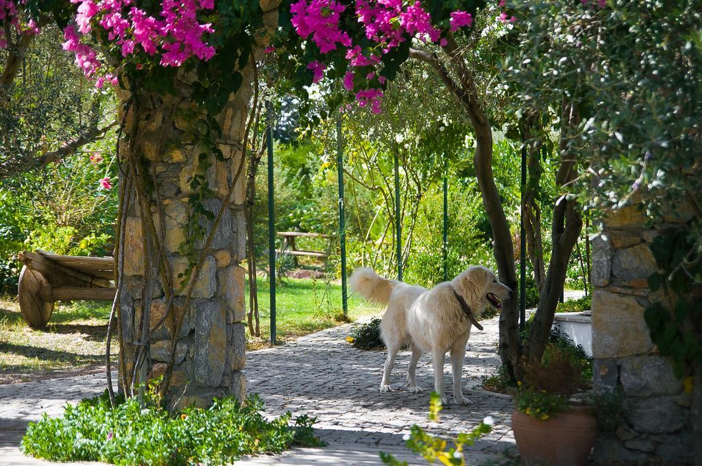 Olive Farm Of Datca Guesthouse (Adults Only) Exteriör bild