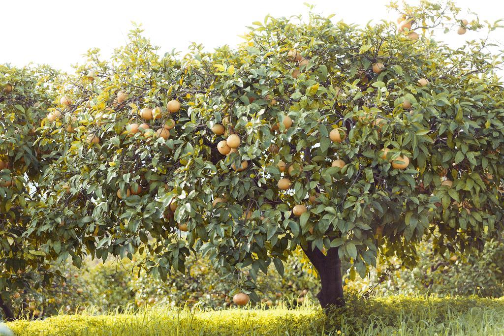 Olive Farm Of Datca Guesthouse (Adults Only) Exteriör bild